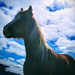 Meet your Posher, Sunset equestrian